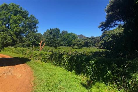 Kenya Kahura Coffee Tree Farm Vournas Coffee Trading