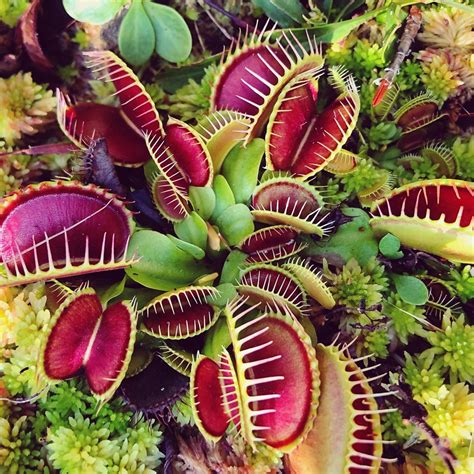 Botanical Garden In North Carolina Has Wild Venus Flytraps Venus Fly