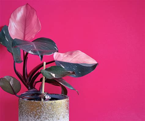 Experts reveal 5 pink houseplants you should add this Jan | Homes & Gardens