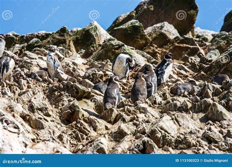 Pingüinos De Humboldt En El Islas Ballestas Península De Paracas Por