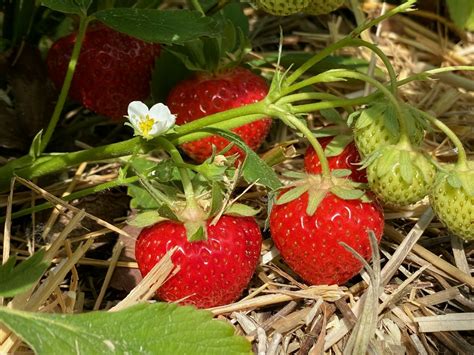 Endlich selbst Erdbeeren pflücken Hof Mougin