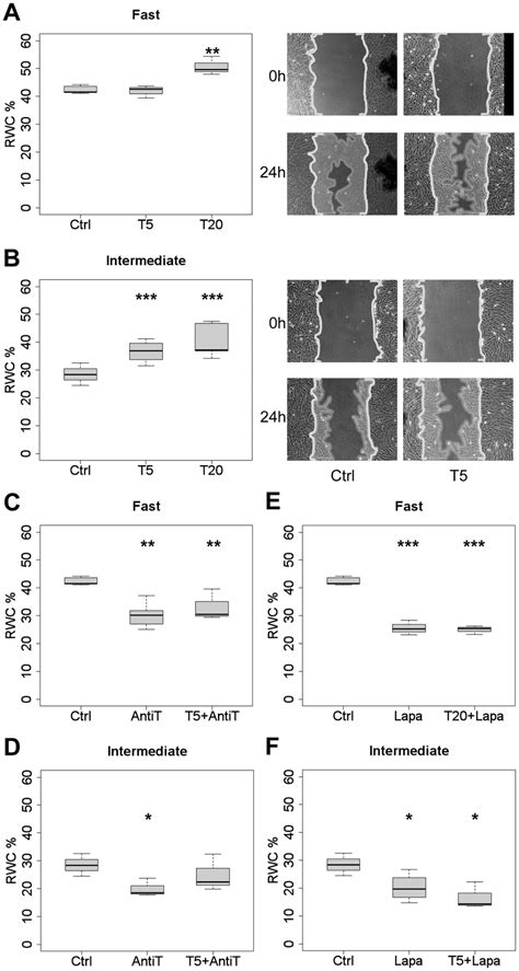 Effect Of Tgf Anti Tgf And Egfr Erbb Inhibitor On Wound Closure