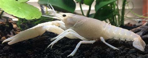 White Specter Crayfish Species Profile ::, 41% OFF