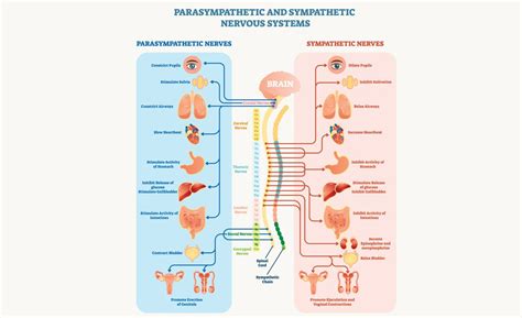 Parasympathetic & Sympathetic Nervous System – Happy Healthy You