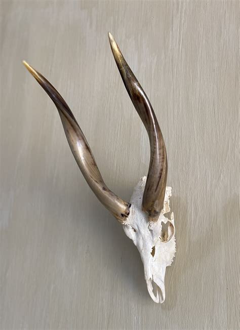 Plain Bushbuck Skull Beautiful Horns