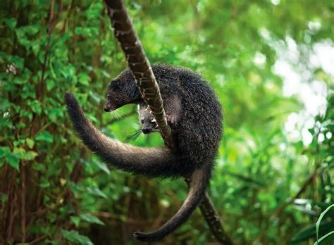 Бинтуронг: описание, где обитает, чем питается, сколько живет