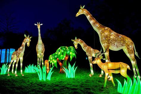 China Light Festival At Cologne Zoo Art And Design The Guardian Zoo