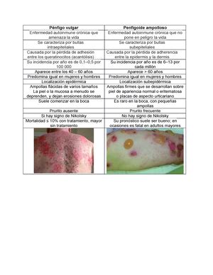 Estructura De La Piel Derma Lic En Medicina Piel Y Anexos Primer