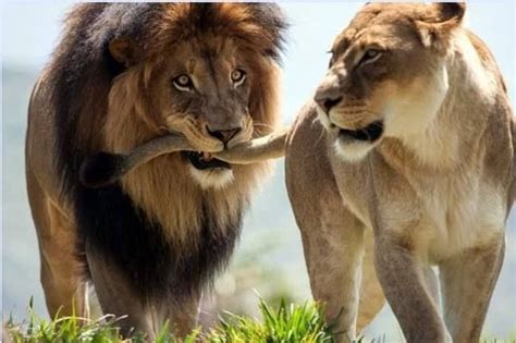 Lion And Lioness – The Royal Couple At Their Best - Tail and Fur