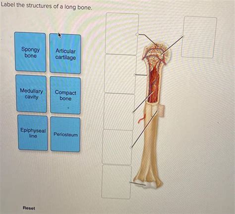 Solved Label The Structures Of A Long Bone Spongy Bone Chegg