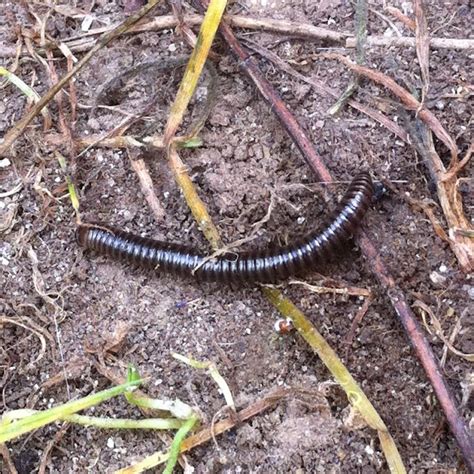 Black Millipede Project Noah