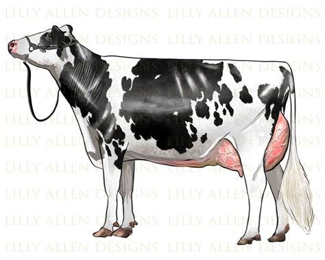 Holstein Dairy Cow Drawing