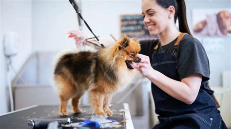 Conoce Los Secretos De Los Expertos En Peluquer A Canina