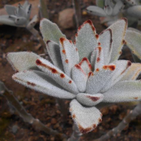 how to care for kalanchoe 10