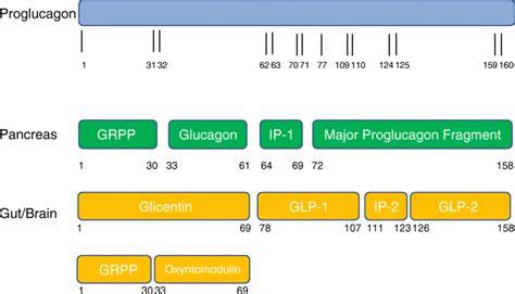 Differential Post Translational Processing Of The Proglucagon Peptide