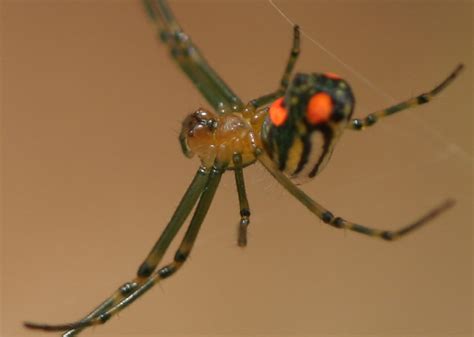 Orange Spotted Spider Ben Morris Flickr