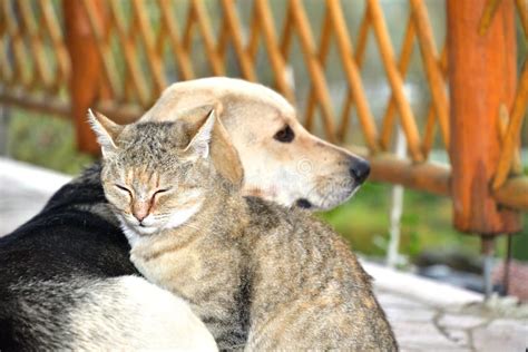 Dog and Cat To Snuggle in Animal Love Best Friends Stock Photo - Image of love, animal: 130682632