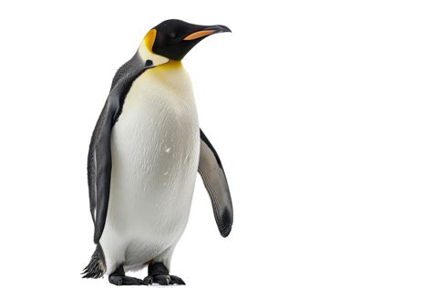 King Penguin Standing Isolated 48470749 PNG