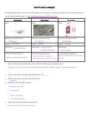 Olivia Akins 1 Muscle Anatomy Webquest Pdf SKELETAL MUSCLE WEBQUEST