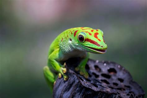 Youth Climbing Teams — Gecko Climbing Gym