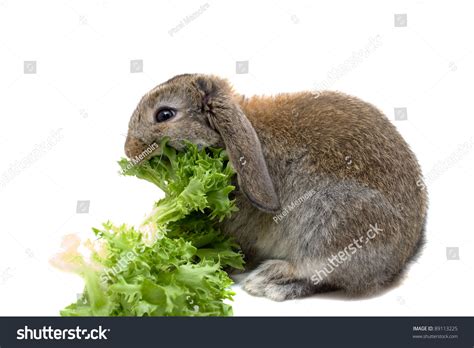 Greedy Baby Rabbit Eating Lettuce. Stock Photo 89113225 : Shutterstock