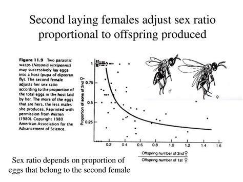 Ppt Sex And Sex Ratio Powerpoint Presentation Free Download Id1393950