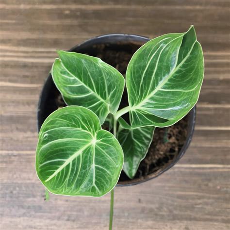 How To Grow And Care For Arrowhead Plant Gardening Olivia