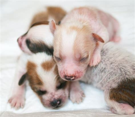 Filhotes De Cachorro Rec M Nascidos Foto De Stock Imagem De Bonito