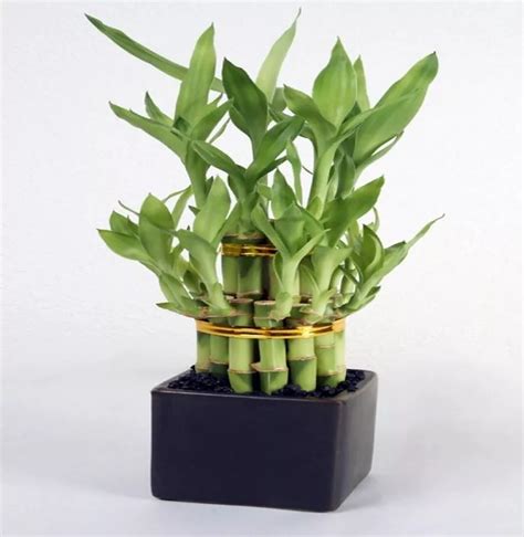 Ftd Lucky Bamboo Plant