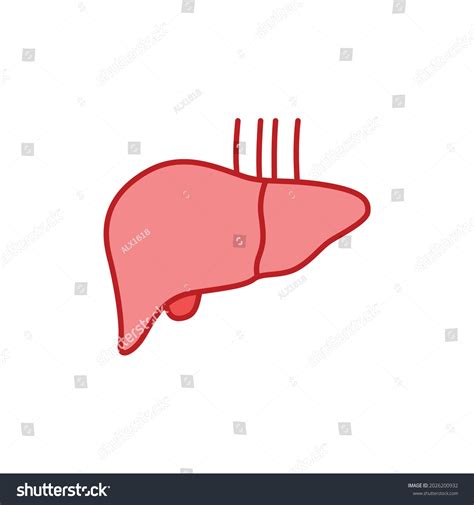 Liver Line Color Icon Human Organ Stock Vector Royalty Free 2026200932 Shutterstock