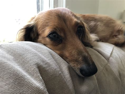 Everyone hug your weenies a little tighter tonight. Bella crossed the