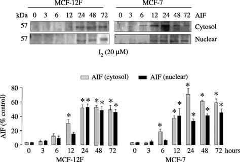 Nuclear Translocation Of Aif Cytosolic And Nuclear Protein Fractions