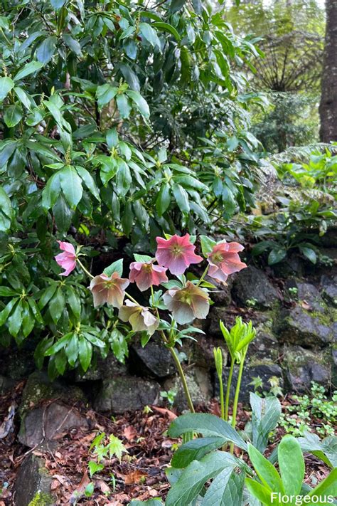 8 Best Hellebore Companion Plants and What Not to Grow with Them ...