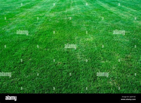 Green grass lawn background Stock Photo - Alamy