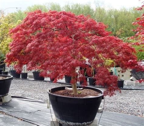 Acer Palmatum Var Dissectum Inaba Shidare Japanese Maple Garden Japanese Garden Potted Trees