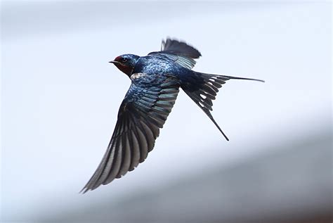 Swallows And Tattoos Ornithology