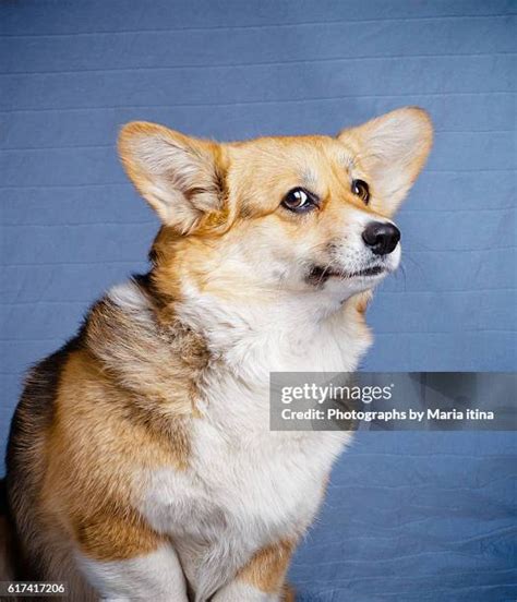 8,040 Pembroke Welsh Corgi Stock Photos, High-Res Pictures, and Images ...