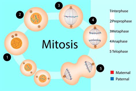 Cell Division Mitosis Vs Meiosis 0 Hot Sex Picture