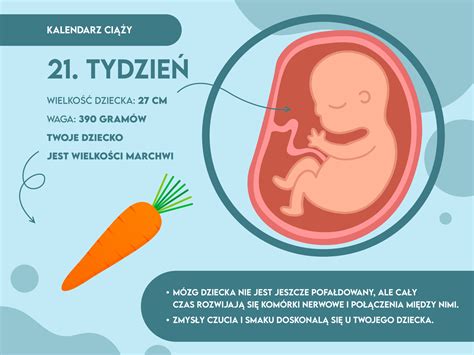 21 tydzień ciąży Mamaginekolog