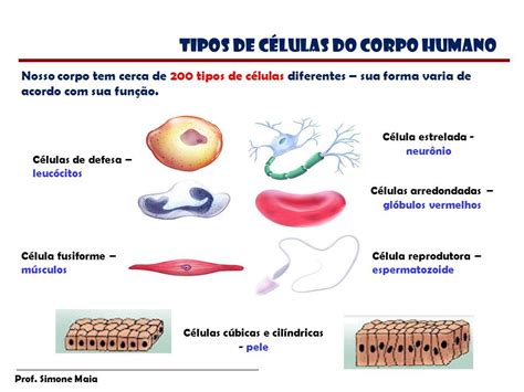 Estrutura No Corpo Humano Detalhes Científicos