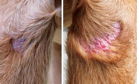 Epidermal Inclusion Cyst Dog