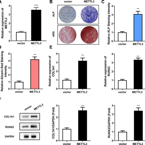 Clinical Expression Of Foxo And Expression In Pdlscs During Osteogenic