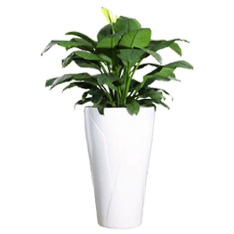 Potted Plant Top View Png Plant Top View Png Image Artificial Plant Top