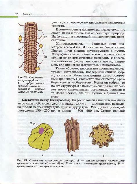 Биология. Общая биология. 10-11класс - Каменский А.А, Криксунов Е.А ...