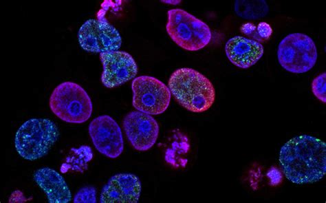 The Best Biology Resources: Practice Questions, Study Guides & More! 