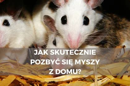 Jak skutecznie pozbyć się myszy z domu