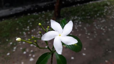 Crape Jasmine Flower 46319471 Stock Photo at Vecteezy