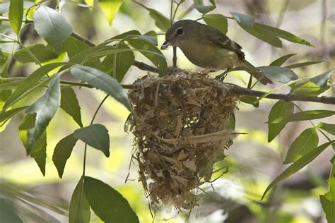 Your Daily Dose Of Sabino Canyon Bells Vireo Making Nest