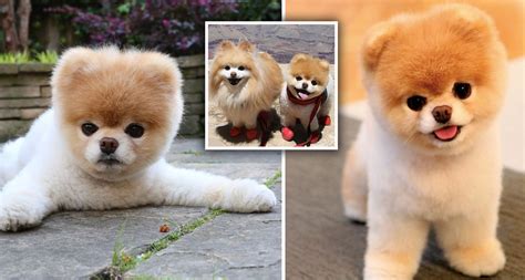 'World's cutest dog' Boo the Pomeranian dies aged 12