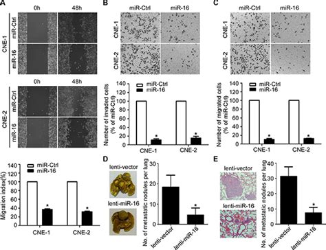 Mir 16 Targets Fibroblast Growth Factor 2 To Inhibit Npc Cell